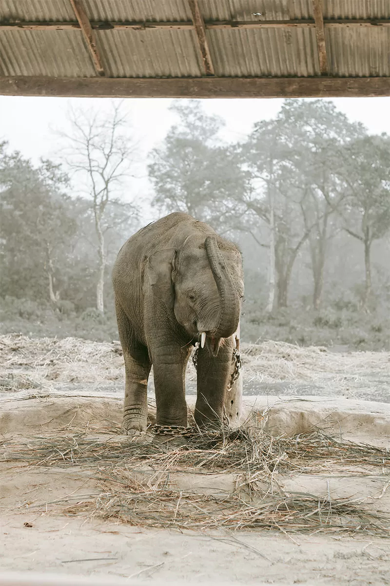 Chitwan Jungle Safari: The Complete 2026 Guide to Activities, Costs, and What to Expect